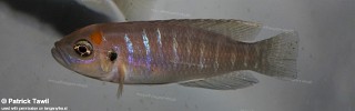 Neolamprologus brevis 'Nkondwe Island'.jpg