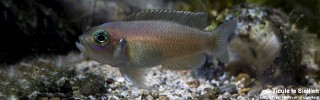 Neolamprologus brevis 'Sibwesa'.jpg