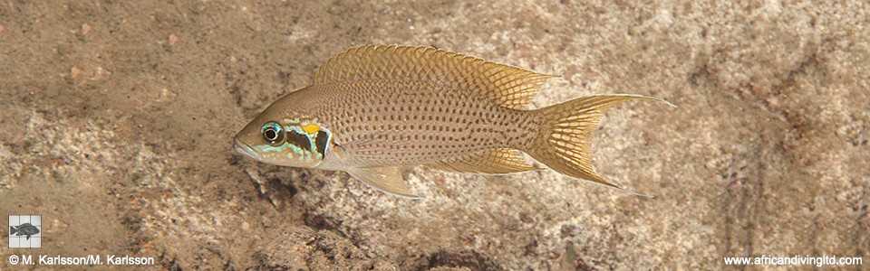 Neolamprologus brichardi 'Bulu Point'