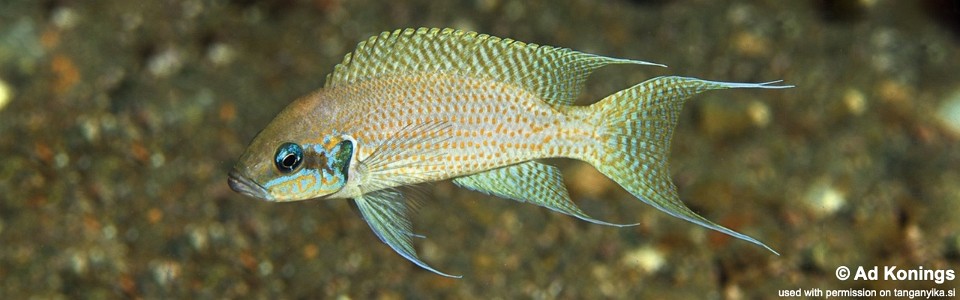 Neolamprologus brichardi 'Cape Chaitika'