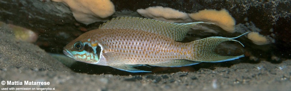 Neolamprologus brichardi 'Cape Nambeyeye'