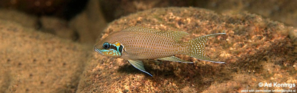 Neolamprologus brichardi 'Cape Nangu'