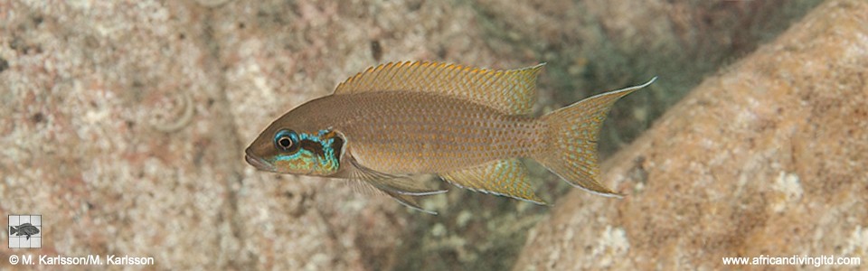 Neolamprologus brichardi 'Chamepa Point'