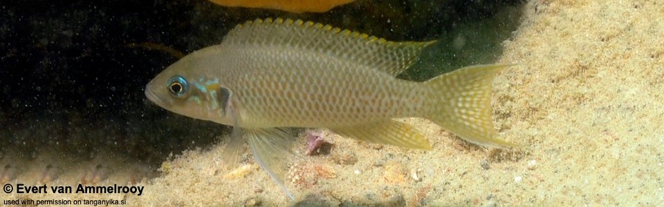 Neolamprologus brichardi 'Chisanze Beach'