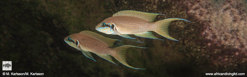 Neolamprologus brichardi 'Fulwe Rocks'