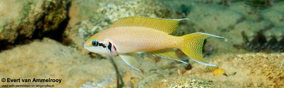 Neolamprologus brichardi 'Gombe NP'