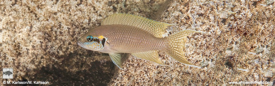 Neolamprologus brichardi 'Ifala Village'