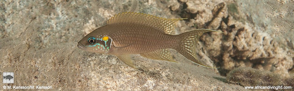 Neolamprologus brichardi 'Isaba Point'