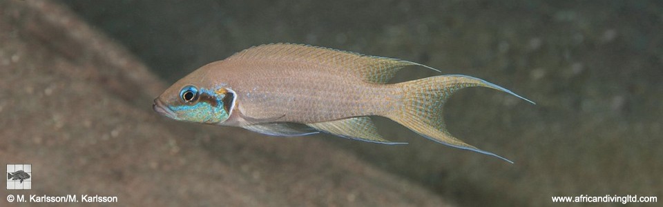 Neolamprologus brichardi 'Izinga Island'