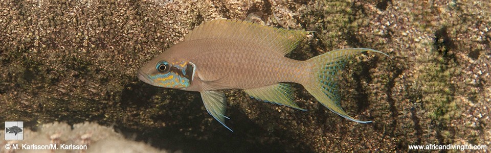 Neolamprologus brichardi 'Kalyeza Bay'