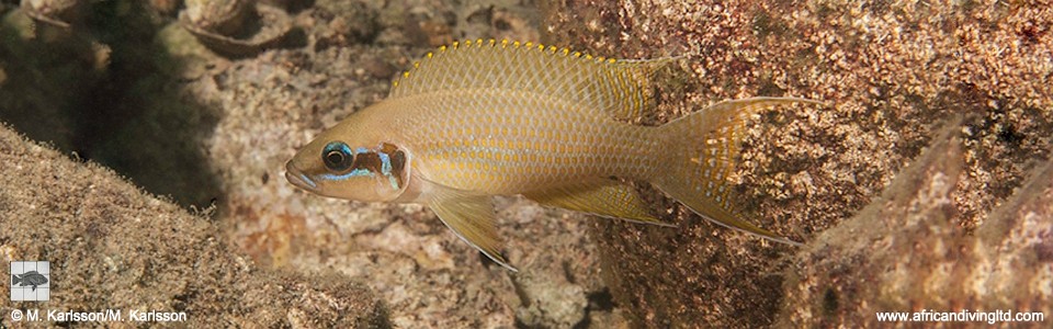 Neolamprologus brichardi 'Kamamba Island'