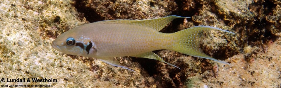 Neolamprologus brichardi 'Kanania'