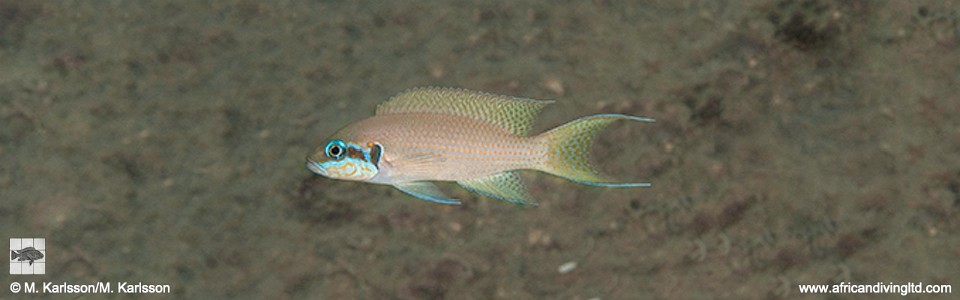 Neolamprologus brichardi 'Kanena Point'