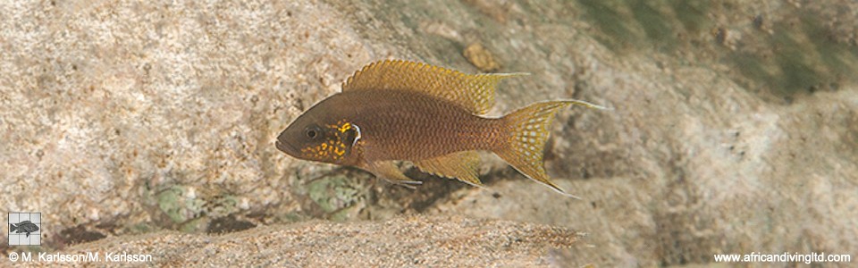 Neolamprologus brichardi 'Kapumpuli Village'<br><font color=gray>Princess Gold</font>