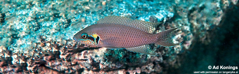 Neolamprologus brichardi 'Karilani Island'