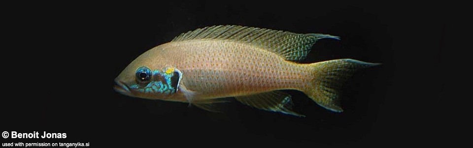 Neolamprologus brichardi 'Kashekezi'