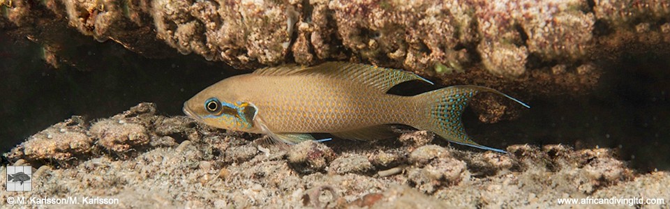 Neolamprologus brichardi 'Kashia Island'