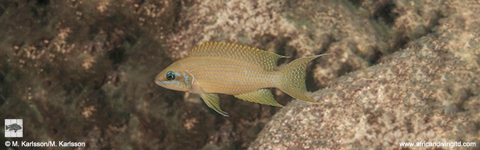 Neolamprologus brichardi 'Kasisi Island'