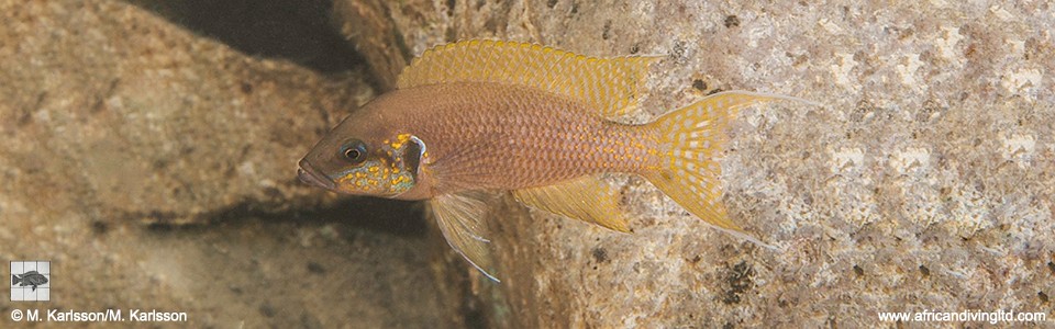 Neolamprologus brichardi 'Kasola Island'<br><font color=gray>Princess Gold</font>