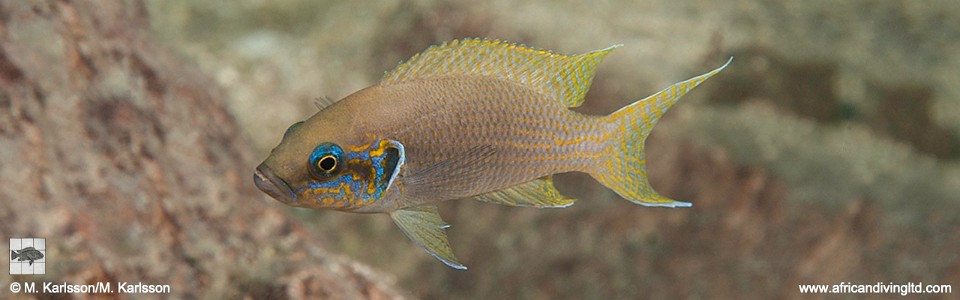 Neolamprologus brichardi 'Kasola (North)'