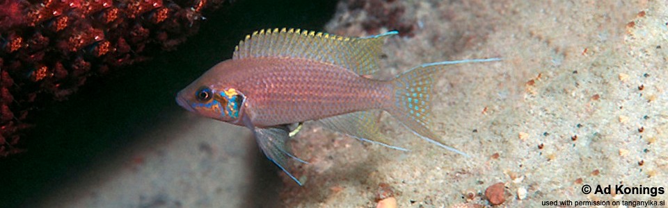 Neolamprologus brichardi 'Katili (North)'