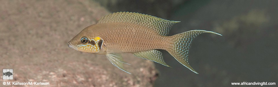 Neolamprologus brichardi 'Katumbi Point'