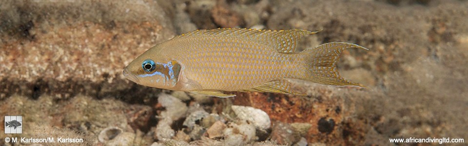 Neolamprologus brichardi 'Kerenge Island'