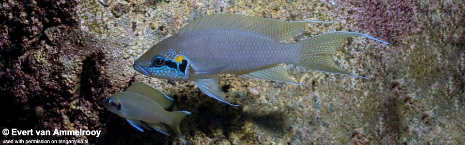 Neolamprologus brichardi 'Kigoma'