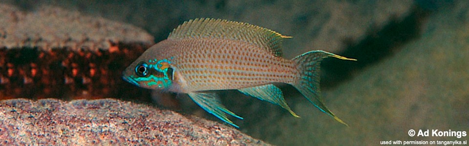 Neolamprologus brichardi 'Kiku'