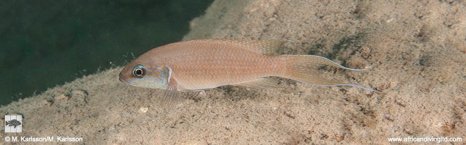 Neolamprologus brichardi 'Kilingwe Point'