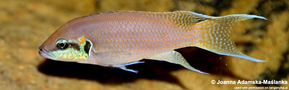 Neolamprologus brichardi 'Kiriza'