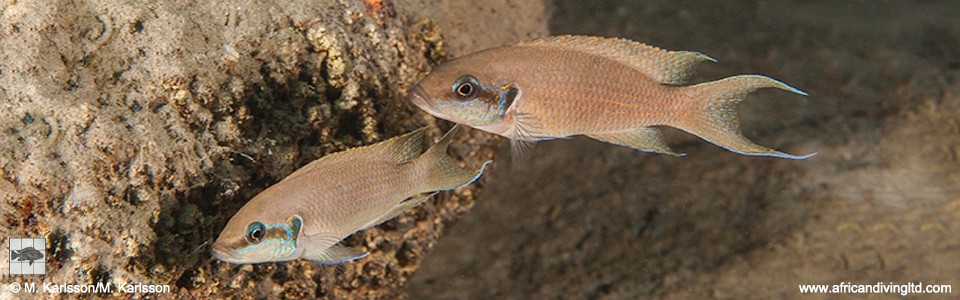 Neolamprologus brichardi 'Kisi Island'