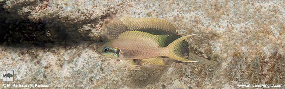 Neolamprologus brichardi 'Kitango Rocks'