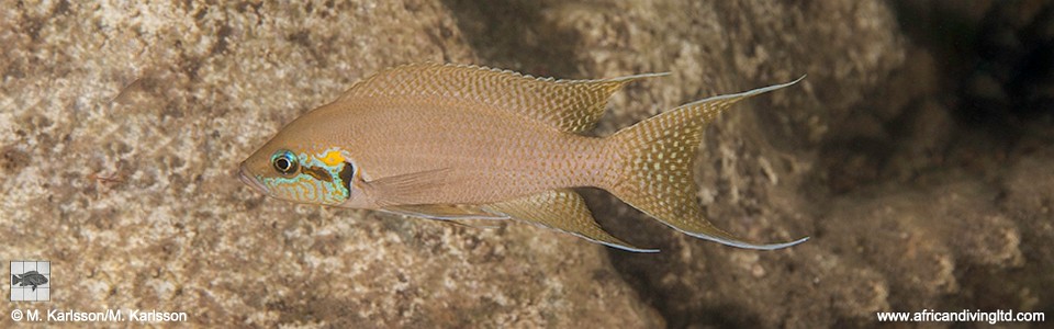 Neolamprologus brichardi 'Kungwe Point'