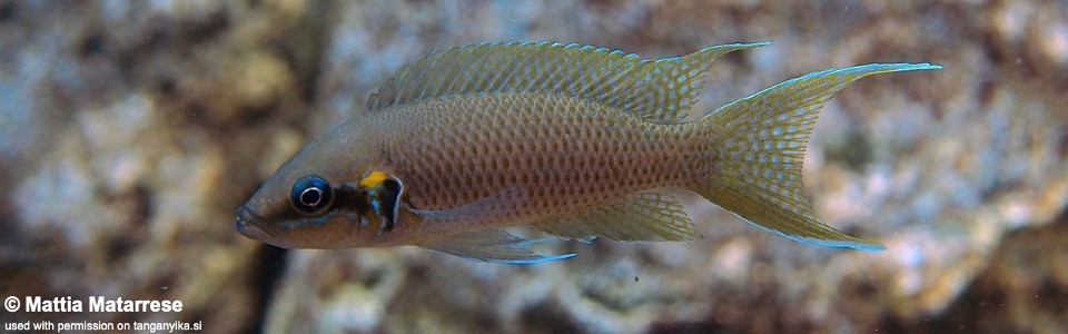 Neolamprologus brichardi 'Luagala Point'