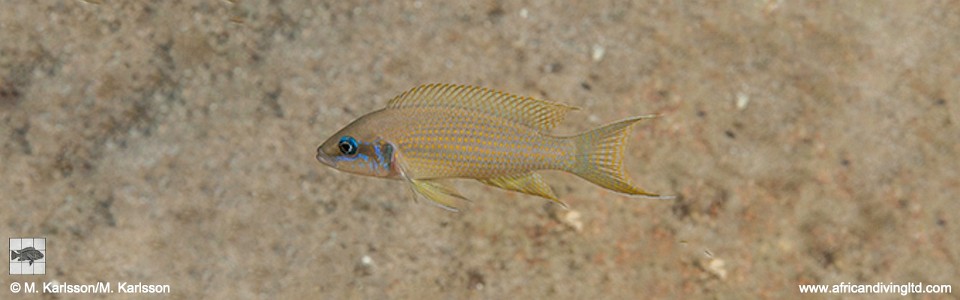 Neolamprologus brichardi 'Lupita Island'