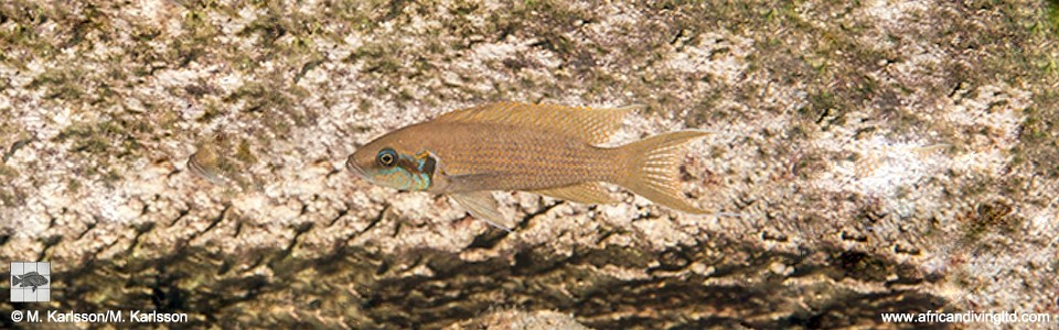 Neolamprologus brichardi 'Lupote Rocks'