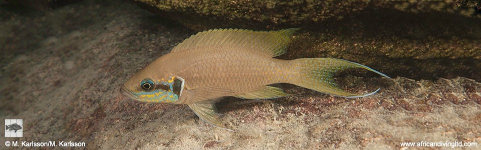 Neolamprologus brichardi 'Lusekese Bay'