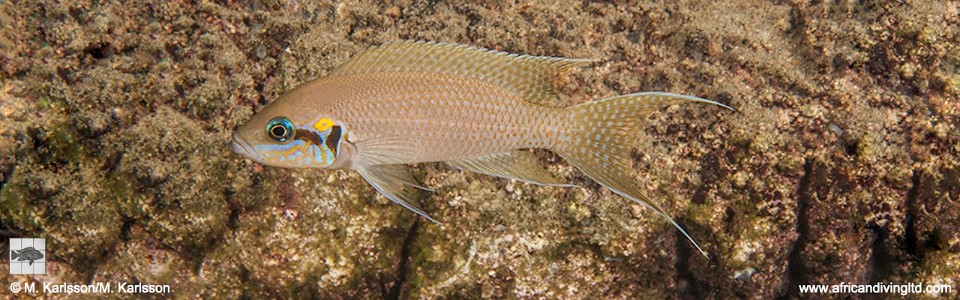 Neolamprologus brichardi 'Lusungura Point'