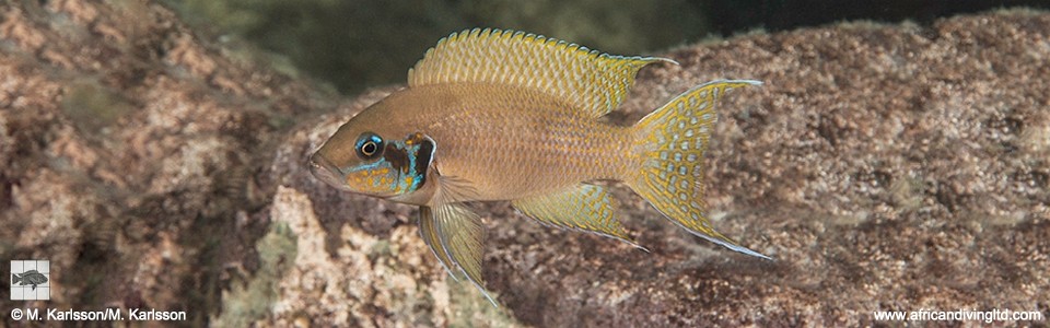 Neolamprologus brichardi 'Lwasase Bay'