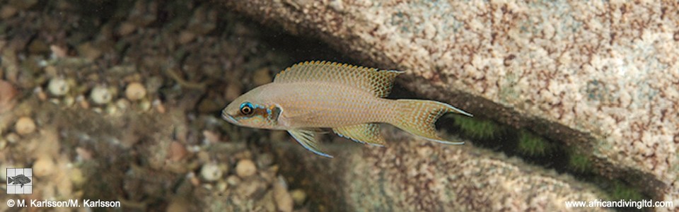 Neolamprologus brichardi 'Lwilwi Island'