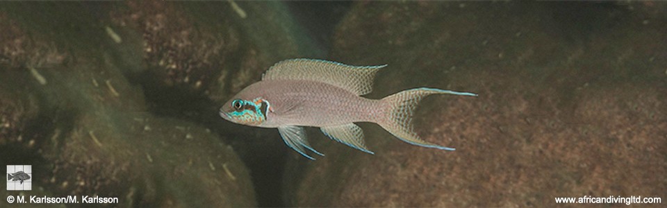 Neolamprologus brichardi 'Lyela'