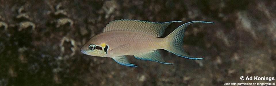 Neolamprologus brichardi 'Magara'