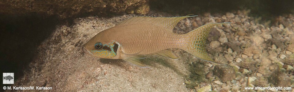 Neolamprologus brichardi 'Maleza (Mamalesa) Island'