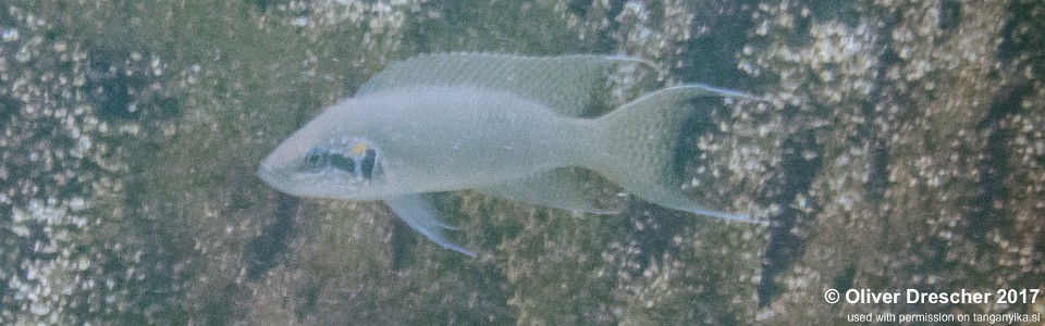 Neolamprologus brichardi 'Mawimbi'