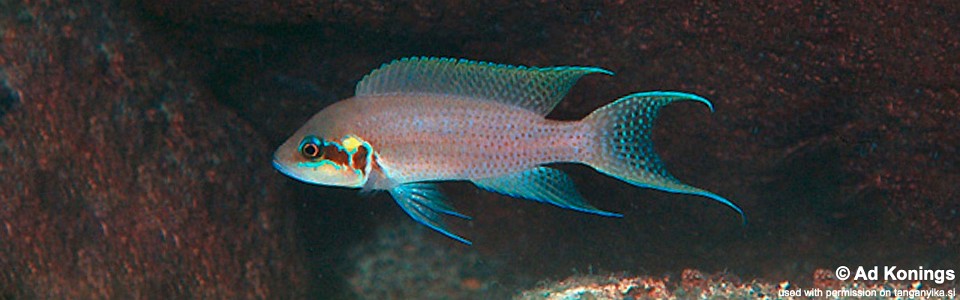 Neolamprologus brichardi 'Milima Island'