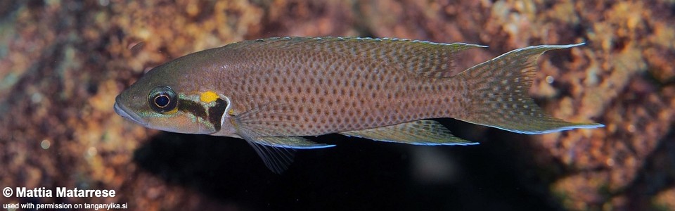 Neolamprologus brichardi 'Miyako Point'