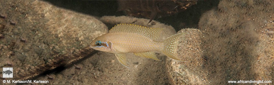 Neolamprologus brichardi 'Mlowa Point'