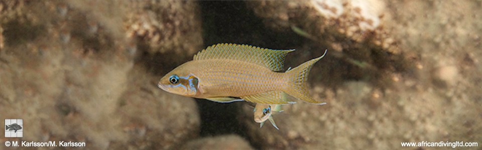 Neolamprologus brichardi 'Mtosi Point'