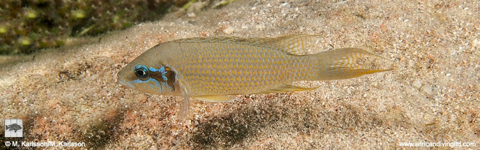 Neolamprologus brichardi 'Mvuna Island'